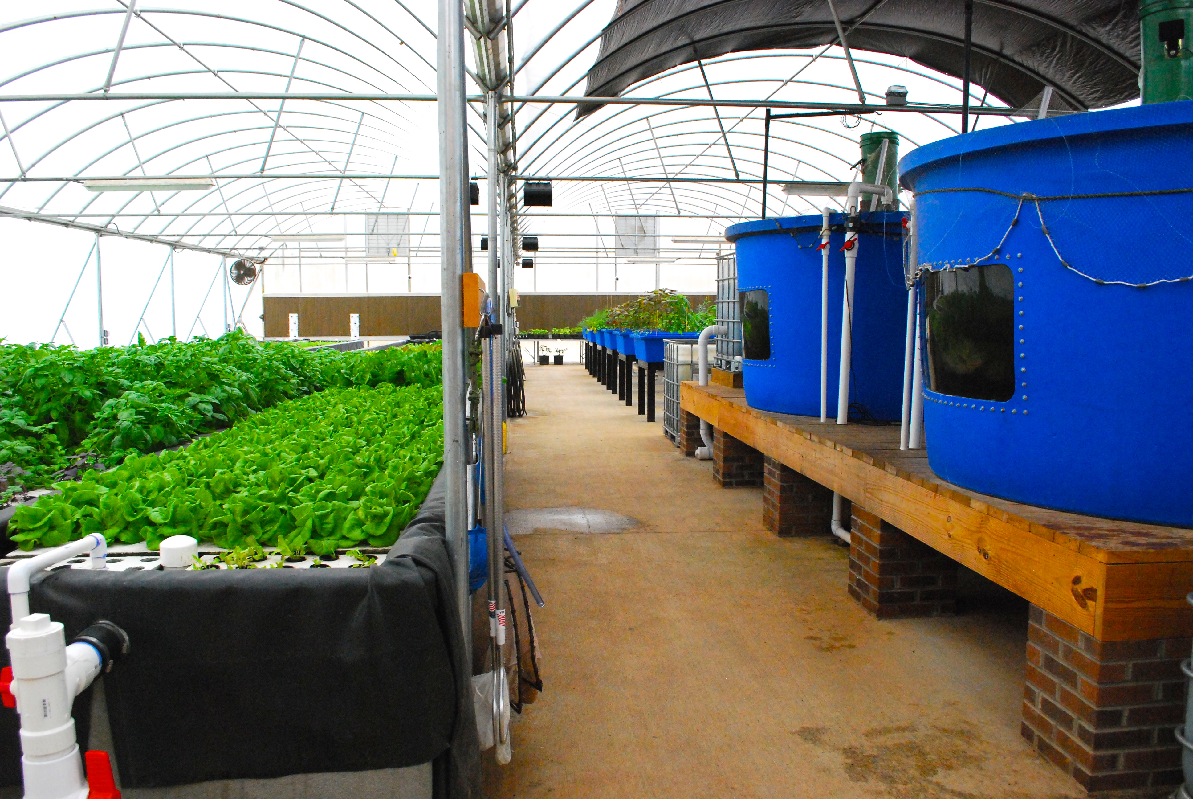 North Carolina Aquaponics | Sustainable Organic Farming | Fresh ...
